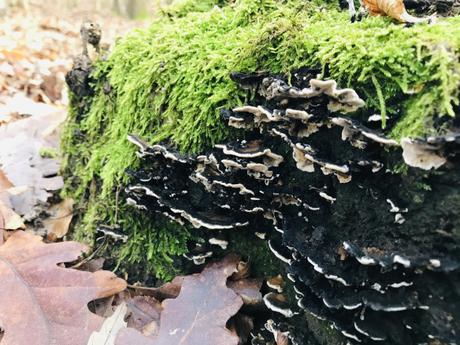 GREEN WINTER HAIKU GREEN WINTER HAIKU