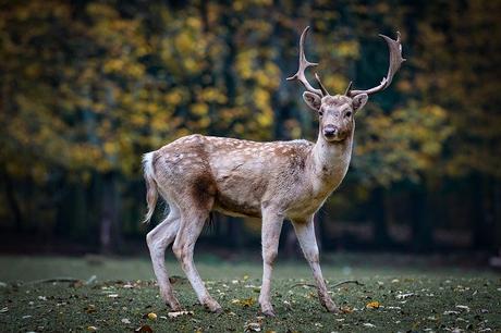 30+ Incredible Facts About the Deer
