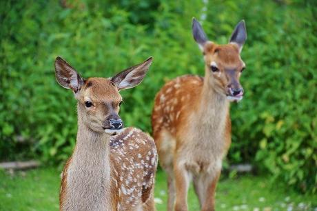 30+ Incredible Facts About the Deer roe-deer-kitz-wild-forest-red-deer