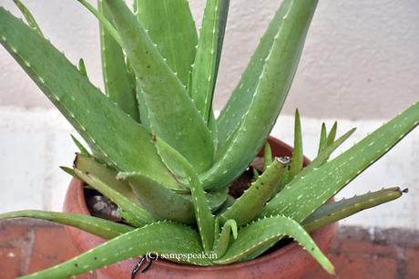 bright flowers of a thorny plant !