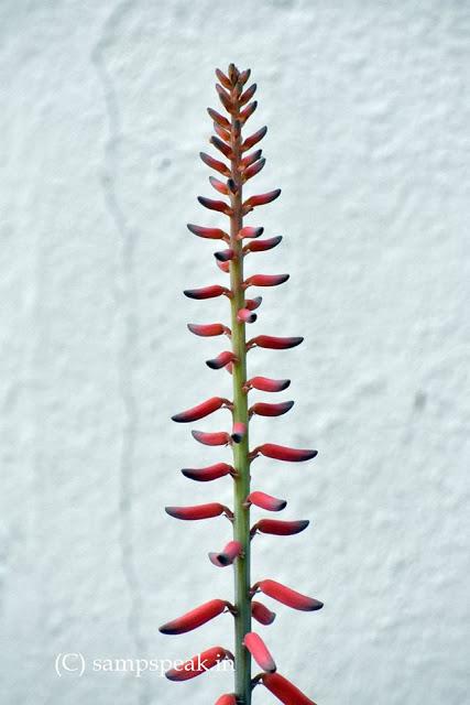 bright flowers of a thorny plant !