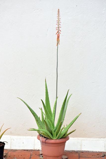 bright flowers of a thorny plant !