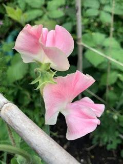 The Blackberry Garden Plant of the Year Award 2019