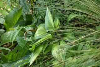 The Blackberry Garden Plant of the Year Award 2019