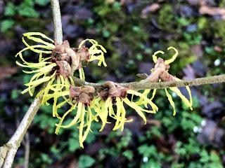 The Blackberry Garden Plant of the Year Award 2019