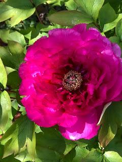 The Blackberry Garden Plant of the Year Award 2019