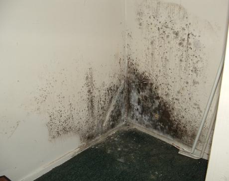 Everything You Need To Know About Mold Removal