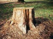 Kill Tree Stump, Most Stubborn Things Garden