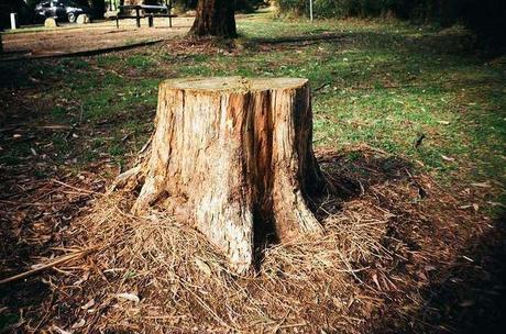 How to Kill a Tree Stump, one of the most stubborn things in the garden tree stump
