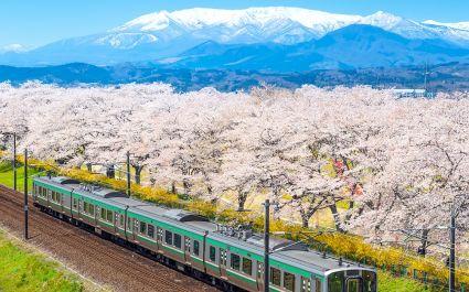 Japan landscape scenic view of JR Tohoku train with full bloom of sakura and cherry blossom