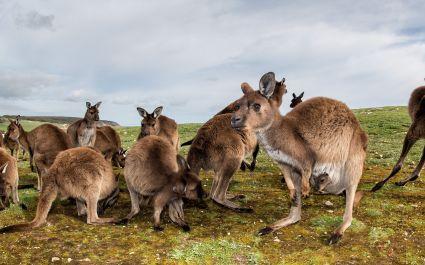 Enchanting Travels - Australia Tours -Kangaroos while looking at you at sunset in kangaroo island