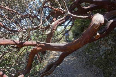 HUCKLEBERRY TRAIL: Shady Hike in the Oakland Hills