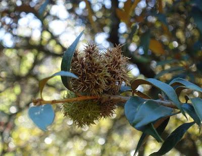 HUCKLEBERRY TRAIL: Shady Hike in the Oakland Hills