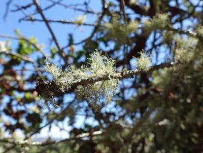 HUCKLEBERRY TRAIL: Shady Hike in the Oakland Hills