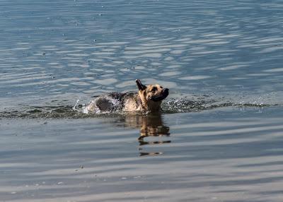 A story of a dog and a man [BAPC camping]