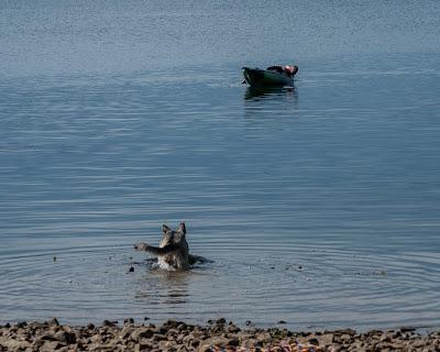 A story of a dog and a man [BAPC camping]