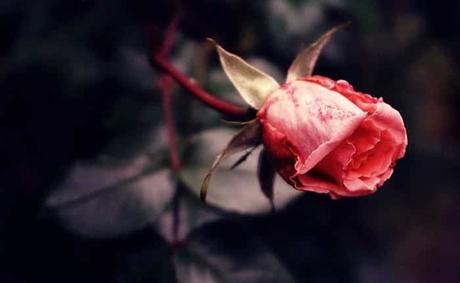 How to Remove a Rose Bush? dying rose