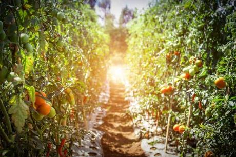 How Cold Is TOO Cold for Tomatoes? tomato pathway