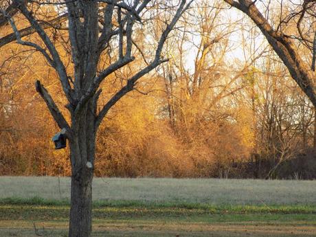 When Every Minute is Golden Hour