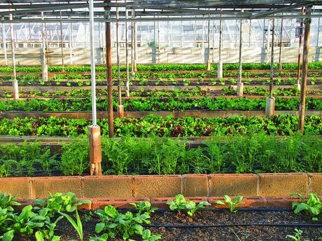 What is Urban Agriculture? Types and Benefits of Urban Agriculture