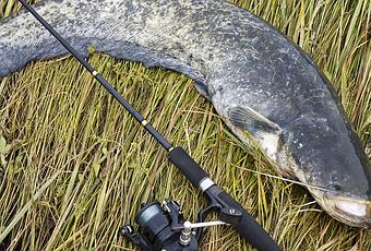 13 Best Catfish Rods - Flexible & Durable for Hassle-Free Fishing in 2024 -  Outdoorsity