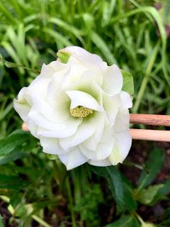 A tidying of hellebores