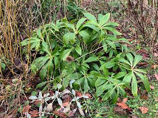 A tidying of hellebores