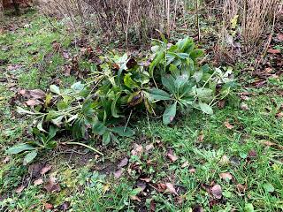 A tidying of hellebores