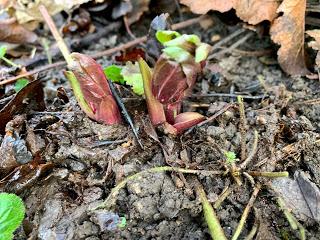 A tidying of hellebores