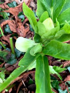 A tidying of hellebores