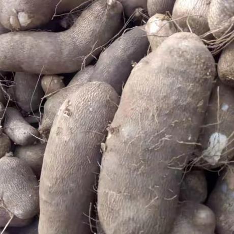 Former President, Olusegun Obasanjo Spotted Harvesting Yam In His Farm In Ogun [Photos]