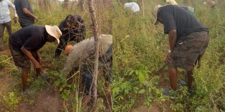 Former President, Olusegun Obasanjo Spotted Harvesting Yam In His Farm In Ogun [Photos]