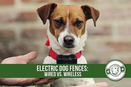 Electric-Dog-Fences