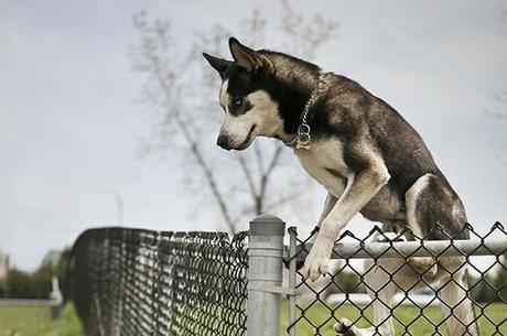 Climbing-A-Fence