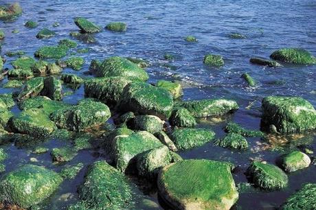 Causes, Effects and Solutions of Cultural Eutrophication