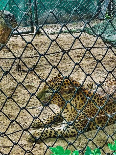 Jubilee Park, Tata Zoological Park, Nicco Jubilee Park – Jamshedpur – Timings, Entry Fees, History, Facts