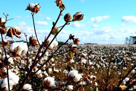 Can You Grow Cotton in Your Backyard? cotton field