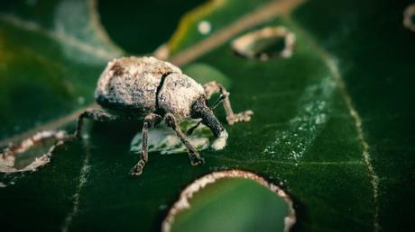 Can You Grow Cotton in Your Backyard? cotton boll weevil