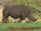 Conserving Five’s Black Rhino Kenya