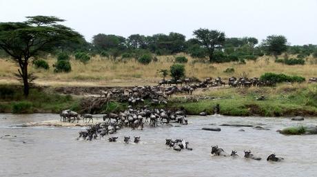 Great Migration Magic in the Serengeti
