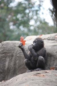 POEM: Wisdom of the Leaf