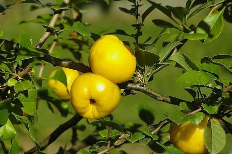 13 Extraordinary Benefits of Quince Fruit to Have it in Your Fresh Fruit Salad