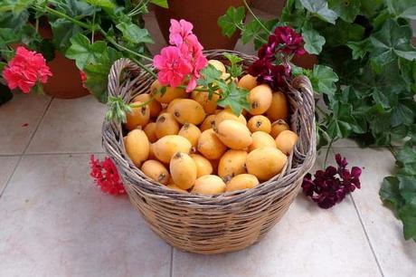 fruits-loquat-flowers-basket