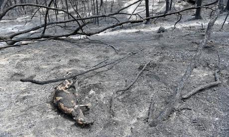 burnt carcass of a kangaroo