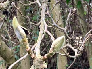 Beneath the magnolia