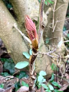 Beneath the magnolia