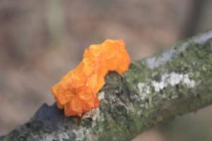 POEM: Orange Jelly Fungus