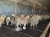 Sheep Gets Saved from Sinking Ship Lives