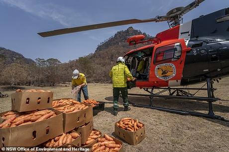 food from the heaven ~ ravaging Australian bushfire