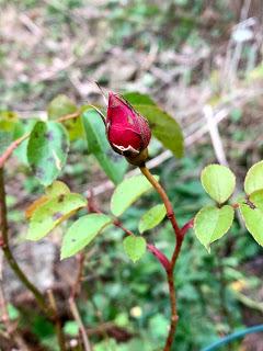 A new year in the garden